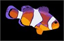Clownfish Up Close