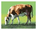 Cow Grazing (Large)