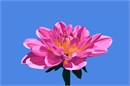 A pink dahlia with a bright blue sky background. Dahlias are not considered to be biennial. ... Dahlias, on the other hand, are perennials. In their native warm climate, they re-sprout from their underground tubers to bloom each year.