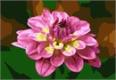 A dahlia in pink, and a pretty one, too! Dahlias are not considered to be biennial. ... Dahlias, on the other hand, are perennials. In their native warm climate, they re-sprout from their underground tubers to bloom each year.