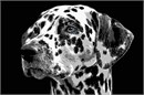 A Dalmatian up close. Notice the blue irises. he Dalmatian’s delightful, eye-catching spots of black or liver adorn one of the most distinctive coats in the animal kingdom. Beneath the spots is a graceful, elegantly proportioned trotting dog standing between 19 and 23 inches at the shoulder. Dals are muscular, built to go the distance; the powerful hindquarters provide the drive behind the smooth, effortless gait. 
A dog is as smart as a two year old toddler. A dog has a sense of time and misses its owner when he/she is gone.  Dogs have three eyelids. Their sense of smell is 1,000 to ten million times better than humans.  Dogs can hear four times as far as humans.  A dog can smell human feelings.  Cool!