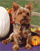 This Yorkshire terrier is enjoying autumn with pumpkins and all. 
A dog is as smart as a two year old toddler. A dog has a sense of time and misses its owner when he/she is gone.  Dogs have three eyelids. Their sense of smell is 1,000 to ten million times better than humans.  Dogs can hear four times as far as humans.  A dog can smell human feelings.  Cool!