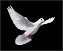 Graceful dove with wings outspread