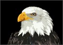 What an eagle! The bald eagle was chosen June 20, 1782 as the emblem of the United States of America, because of its long life, great strength and majestic looks, and also because it was then believed to exist only on this continent.