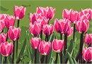 Bright pink tulips growing in a field.Real live tulips bloom once a year. Tulip needlepoints can be enjoyed throughout the year. Red tulips are most strongly associated with true love, while purple symbolizes royalty. The meaning of yellow tulips has evolved somewhat, from once representing hopeless love to now being a common expression for cheerful thoughts and sunshine.