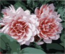 Twin dahlias, petal hues spanning a spectrum of pink. Original photo by Uwe Herman. Dahlias are not considered to be biennial. ... Dahlias, on the other hand, are perennials. In their native warm climate, they re-sprout from their underground tubers to bloom each year.