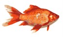 A realistic looking goldfish minus the bowl