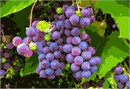 Grapes In Vineyard