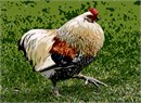 A hen on the run