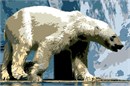Are you a polar bear fan? Polar bears live in the Arctic. Polar bears have black skin and although their fur appears white, it is actually transparent. It is the largest carnivore (meat eater) that lives on land. Polar bears use sea ice as a platform to hunt seals. Seals make up most of a polar bear's diet.