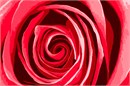 A closeup of a red rose. Red roses symbolize love and romance. Pink roses symbolize gratitude, grace, admiration, and joy. Orange roses symbolize enthusiasm and passion. Yellow roses symbolize friendship. White roses symbolize innocence and purity.