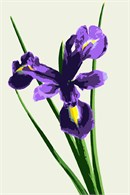 An iris in full bloom