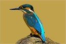 Kingfishers are small unmistakable bright blue and orange birds.