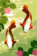 Shiny pair of koi glide a circular path around the pond. Koi are an ornamental variety of carp kept in outdoor water gardens.