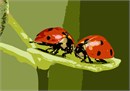 Two ladybugs munching.  Ladybugs are lovely bugs. Even though they are "bugs," their beauty and famous polka dot on red patterned wings makes them ladylike.  Sorry, cockroach, you will never be a ladybug.