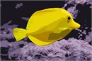 The Mimic Lemon Peel Tang, also known as the Mimic Surgeon, or Chocolate Surgeonfish, has an oval, yellow body while a juvenile. It has blue highlights around the eyes and gill covers, mimicking the Lemon peel Angelfish. It is a popular beautiful aquarium fish.