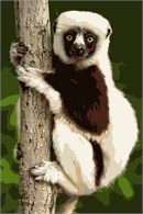 A lemur climbing and holding tight