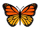 Monarch Butterfly Small