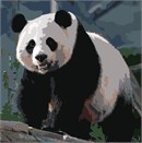 A panda bear in needlepoint.