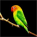 Bright parakeet resting on a branch