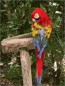 This parrot is showing off its magnificent colors.  Enjoy stitching this colorful design.