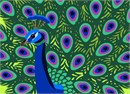 Royal blue with a backdrop of extravagant eye-spotted tail covert feathers.  Proud as a peacock is an English simile.  Peacocks are beautiful and a little show-offy.  Their distinctive patterned feathers are their claim to fame.