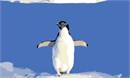 A penguin waving in delight in the cold.