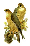 The Peregrine Falcon, based on a John Gould painting, also known as the Duck Hawk.