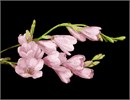 Elegant pink buds lay gracefully on a black background. Flowers and floral design are among the most popular needlepoint designs. People have been stitching flowers and floral motifs for hundreds of years.  Flowers are bright and pleasant, and most have underlying meanings to them.