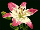 Fragile petals outstretched to bask in the warm sun, a pink lily with an off-white center draws attention.