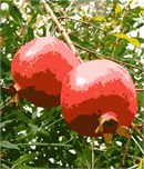A pair of ripe pomegranates swinging from a tree branch.