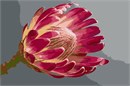 A protea flower in all her glory. The protea flower is an ornamental flower grown as a cut flower for use in floral arrangements and bouquets as a symbol of courage, daring or transformation. It can also be dried and used in dried flower arrangements.