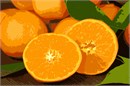 Bright and juicy sun kissed oranges