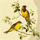 A pair of birds, painted in the 19th century by John Gould. This is a vintage illustration, but the red headed bunting is a beautiful bird. The red-headed bunting (Emberiza bruniceps) is a passerine bird in the bunting family Emberizidae, a group now separated by most modern authors from the finches, Fringillidae. It breeds in central Asia. It is migratory, wintering in India and Bangladesh.