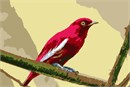 Cotingas have broad bills with hooked tips, rounded wings, and strong legs. The males have a mostly red spectacular plumage with shimmering white wings that can be seen from a distance. The females are duller than the males. This bird is often seen at fruiting trees, perched high on leafless branches or snags, or flying over the forest canopy.