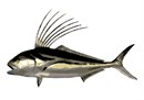 The roosterfish is a game fish found in the warmer waters of the East Pacific. It is distinguished by its "rooster comb" which is seven very long spines of the dorsal fin.  The fish is popular as a game fish, but it is not considered a good eating fish.