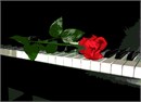 A fresh red rose resting on the black baby grand piano keys. Red roses symbolize love and romance. Pink roses symbolize gratitude, grace, admiration, and joy. Orange roses symbolize enthusiasm and passion. Yellow roses symbolize friendship. White roses symbolize innocence and purity. This is a perfect gift for the music lover, musician, orchestra performer or aficionado. There is a lot of truth to the common saying that music soothes the soul. Music has officially been recognized as a form of therapy. It stimulates so many parts of the brain and emotions to a rate that it can lower blood pressure and heart rate.
