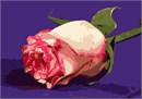 Single rose resting. Red roses symbolize love and romance. Pink roses symbolize gratitude, grace, admiration, and joy. Orange roses symbolize enthusiasm and passion. Yellow roses symbolize friendship. White roses symbolize innocence and purity.