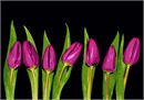 Row Of Tulips