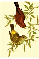 John Gould's painting of the Scarlet Finch, an Asian bird.