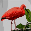 Its remarkably brilliant scarlet coloration makes it unmistakable. It is one of the two national birds of Trinidad and Tobago.