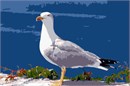 This seagull makes you think beach. Why are seagulls called seagulls when they don't live by the sea? Because originally they were found by and around the sea. The thing is, the Seagull is one of the creatures that has done very well living in close proximity with humans.