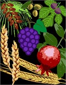 The seven species of the Holy Land.  This one features a dark background. Wheat, barley, grapes, pomegranate, olive, date, and fig.  On Tu Bshvat, the annual Jewish holiday celebration for the trees, we try to eat as many foods from the Shivas Haminim.