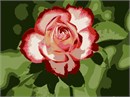 Two tone rose up close. Red roses symbolize love and romance. Pink roses symbolize gratitude, grace, admiration, and joy. Orange roses symbolize enthusiasm and passion. Yellow roses symbolize friendship. White roses symbolize innocence and purity.