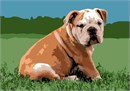 The Bulldog, also known as the English Bulldog or British Bulldog, is a medium-sized dog breed. It is a muscular, hefty dog with a wrinkled face and a distinctive pushed-in nose. The Kennel Club, the American Kennel Club, and the United Kennel Club oversee breeding records.