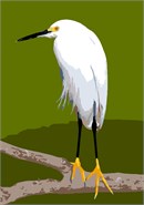 Among the most elegant of herons, the slender Snowy Egret sets off immaculate white plumage with black legs and bright yellow feet. This one is perched on a branch. See our other Snowy Egret needlepoint featuring the bird sauntering at the water's edge.