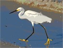Among the most elegant of herons, the slender Snowy Egret sets off immaculate white plumage with black legs and bright yellow feet.