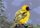 Beautiful yellow bird from Africa