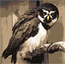 The Spectacled Owl is a medium-sized to large owl with a rounded head with no ear-tufts. It has a dark face with contrasting 'spectacles' made up of white eyebrows and other white streaking between the eyes and on the cheeks. With very few predators, this species can live up to 35 years in the wild. They are known to live for 25 to 30 years in captivity.