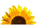 Top half of a sunflower. Flowers and floral design are among the most popular needlepoint designs. People have been stitching flowers and floral motifs for hundreds of years.  Flowers are bright and pleasant, and most have underlying meanings to them.